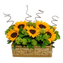 Girassóis Jardim Encantador