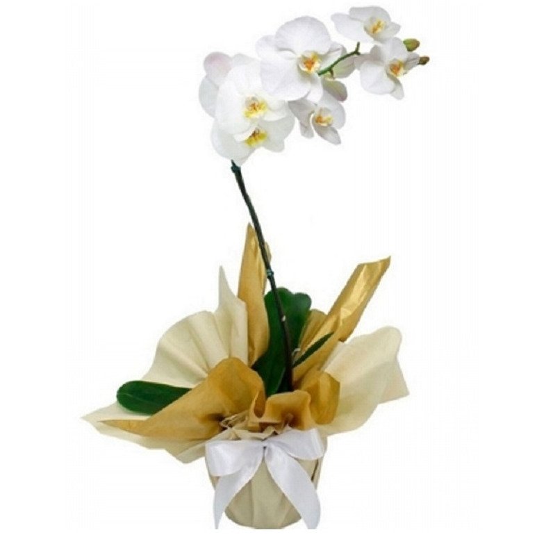 Orquídeas Phal Brancas