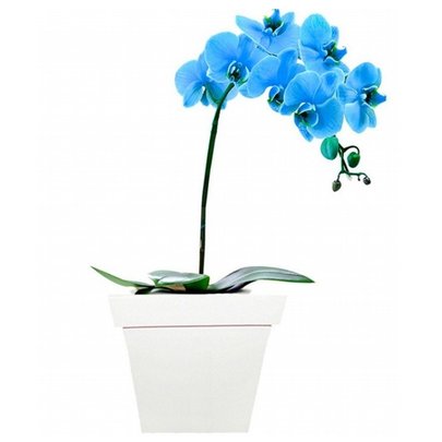 Orquídeas Phal Azul