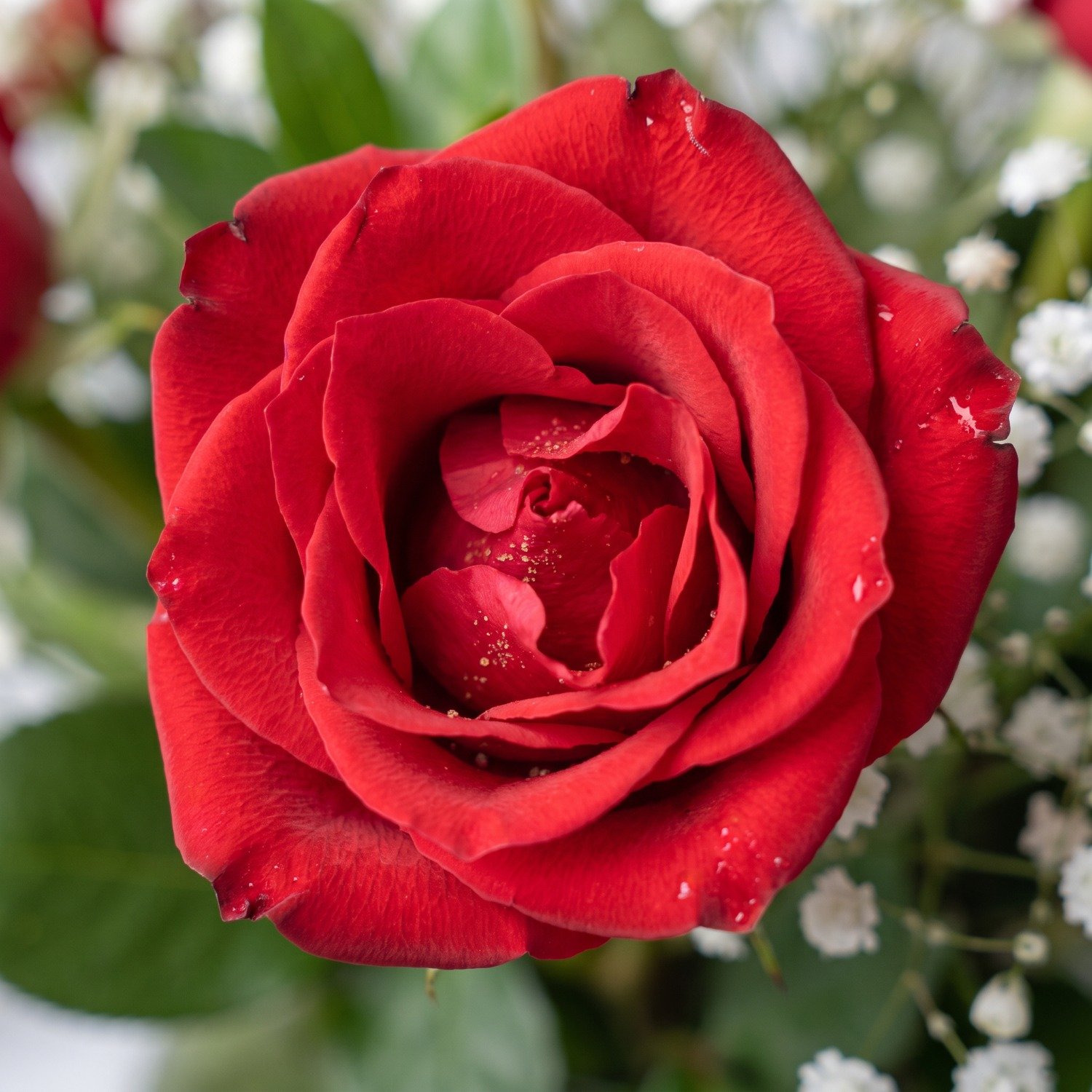 Arranjo de Rosas Vermelhas c/ Pelúcia
