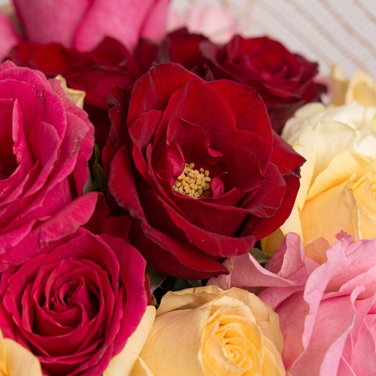 Elegância em Rosas