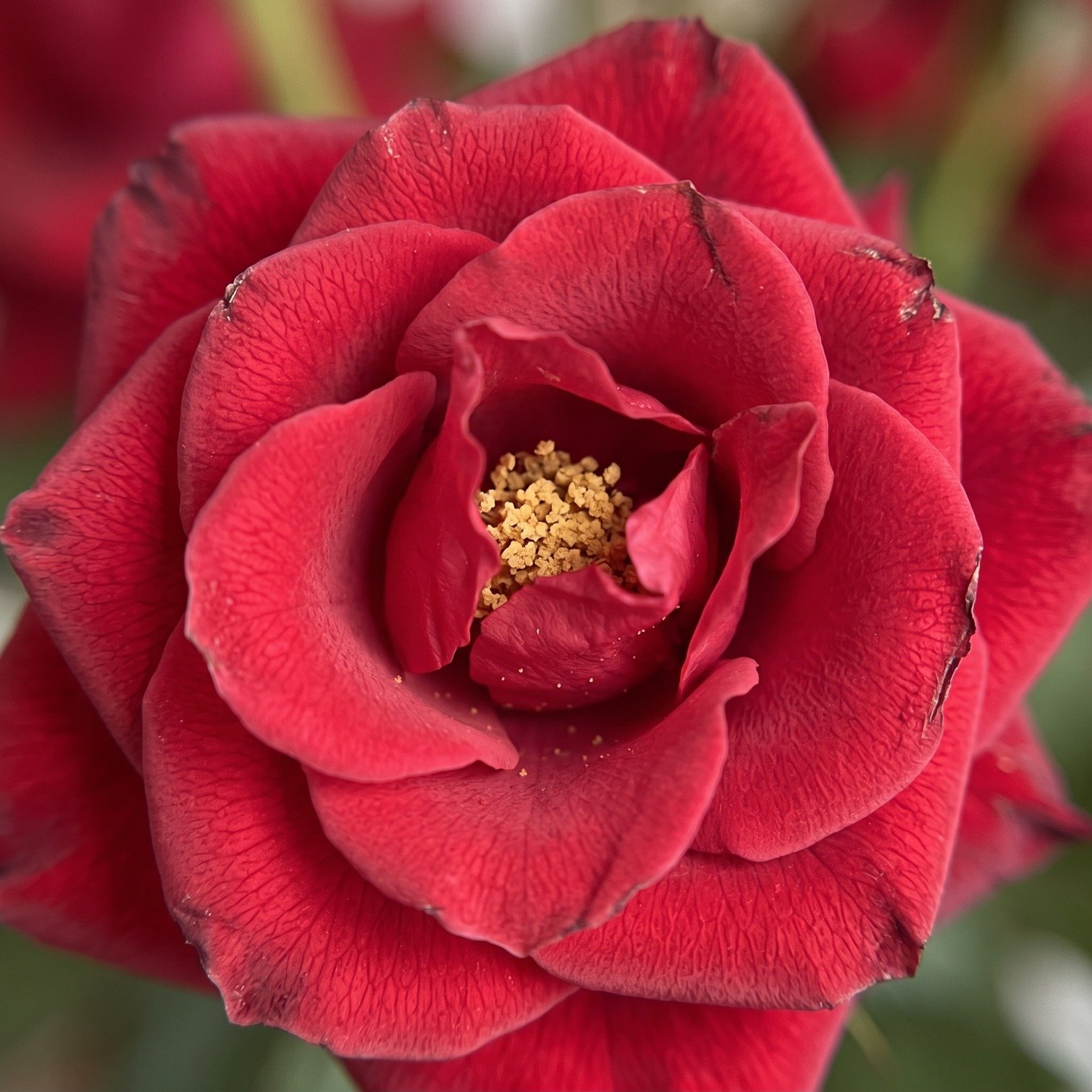 Ikebana Premium de Rosas Vermelhas