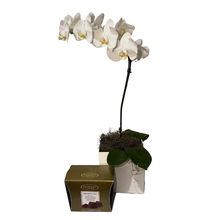 Orquidea com Chocolate