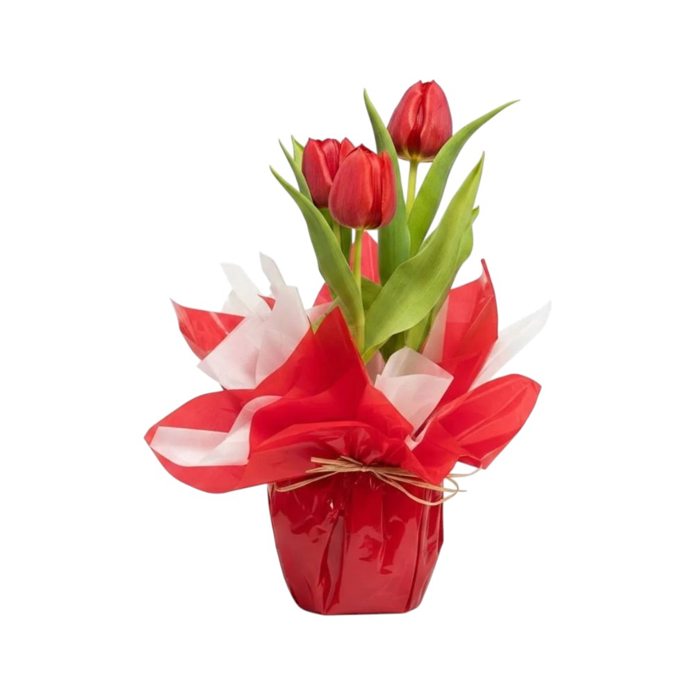 Tulipas Vermelhas Naturais