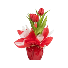 Tulipas Vermelhas Naturais