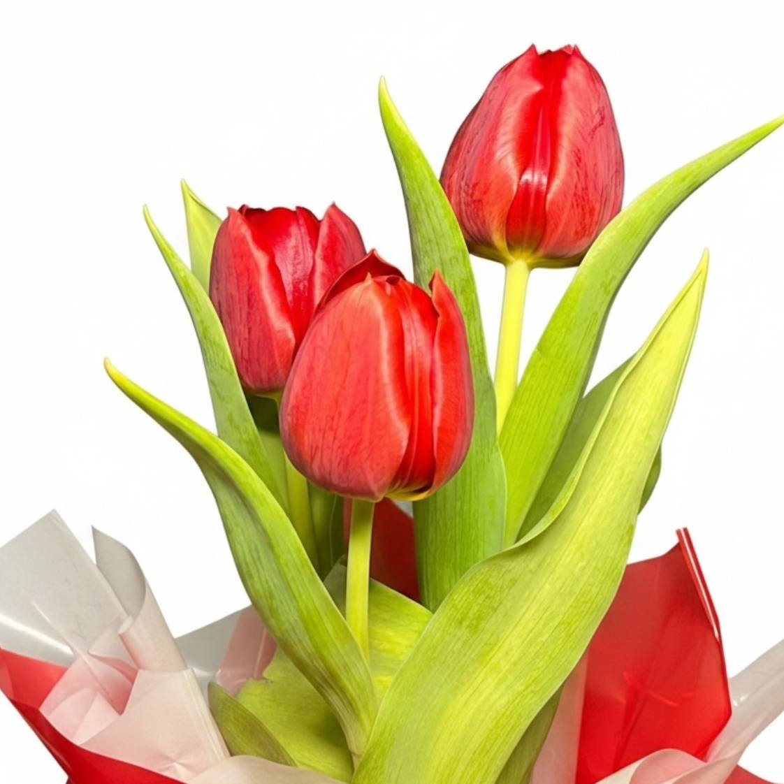 Tulipas Vermelhas Naturais