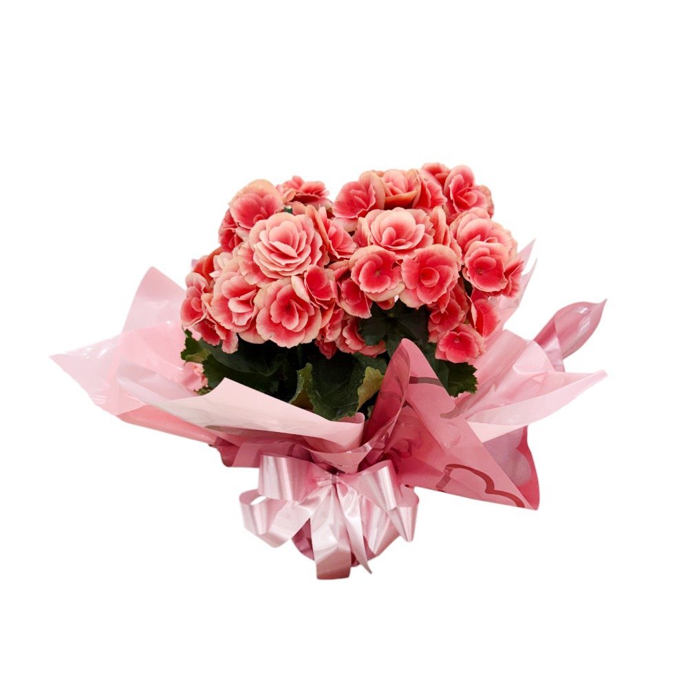 Linda Begônia Rose 