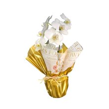 Orquídea Phalaenopolis Branca