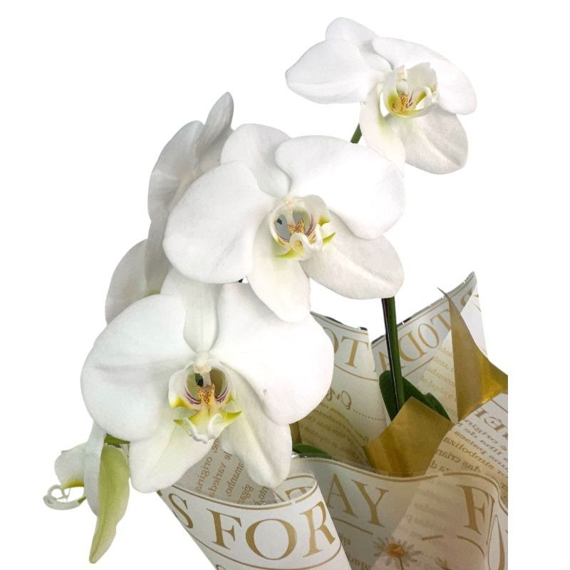 Orquídea Phalaenopolis Branca