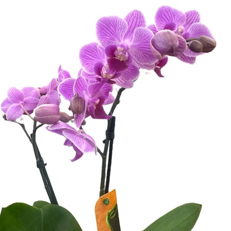 Mini Orquídea Roxa no Vaso