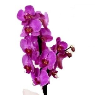 Orquídea Phalaenopsis  Rosa