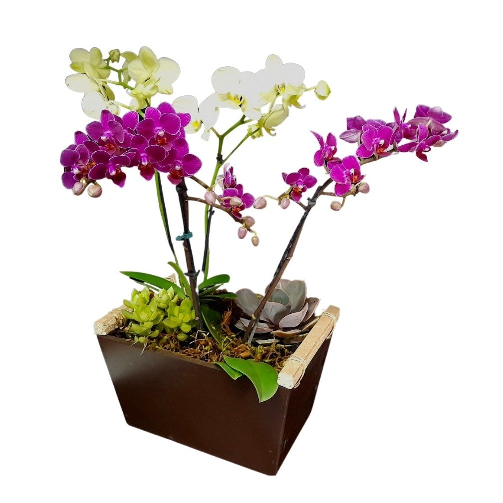 Orquídea e Suculentas Elegância Rústica