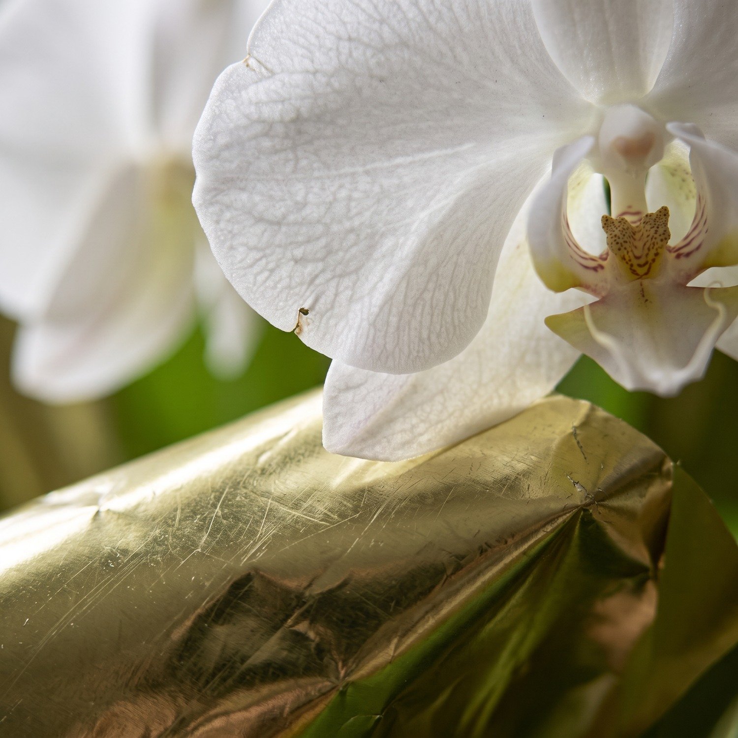 Linda Orquidea Phaleanopsis