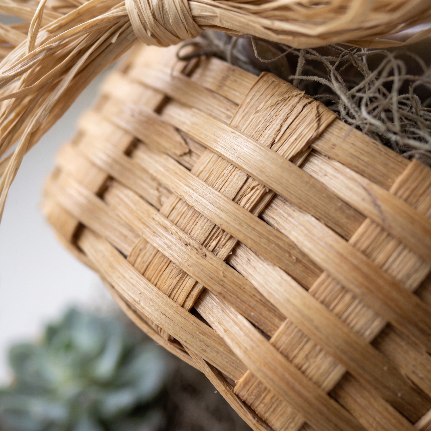 Cesta Suculentas