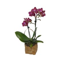 Mini Orquídea Phaleanopsis Rosa na Cesta