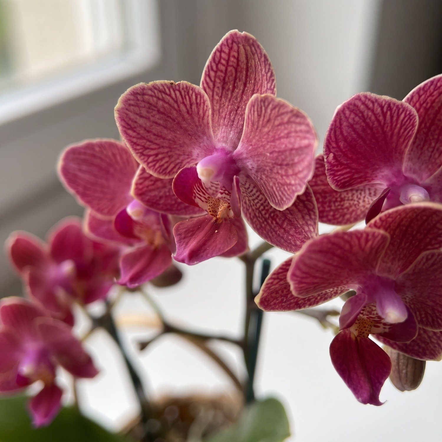 Mini Orquídea Phaleanopsis Rosa na Cesta