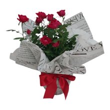 Mini Roseira Vermelhas