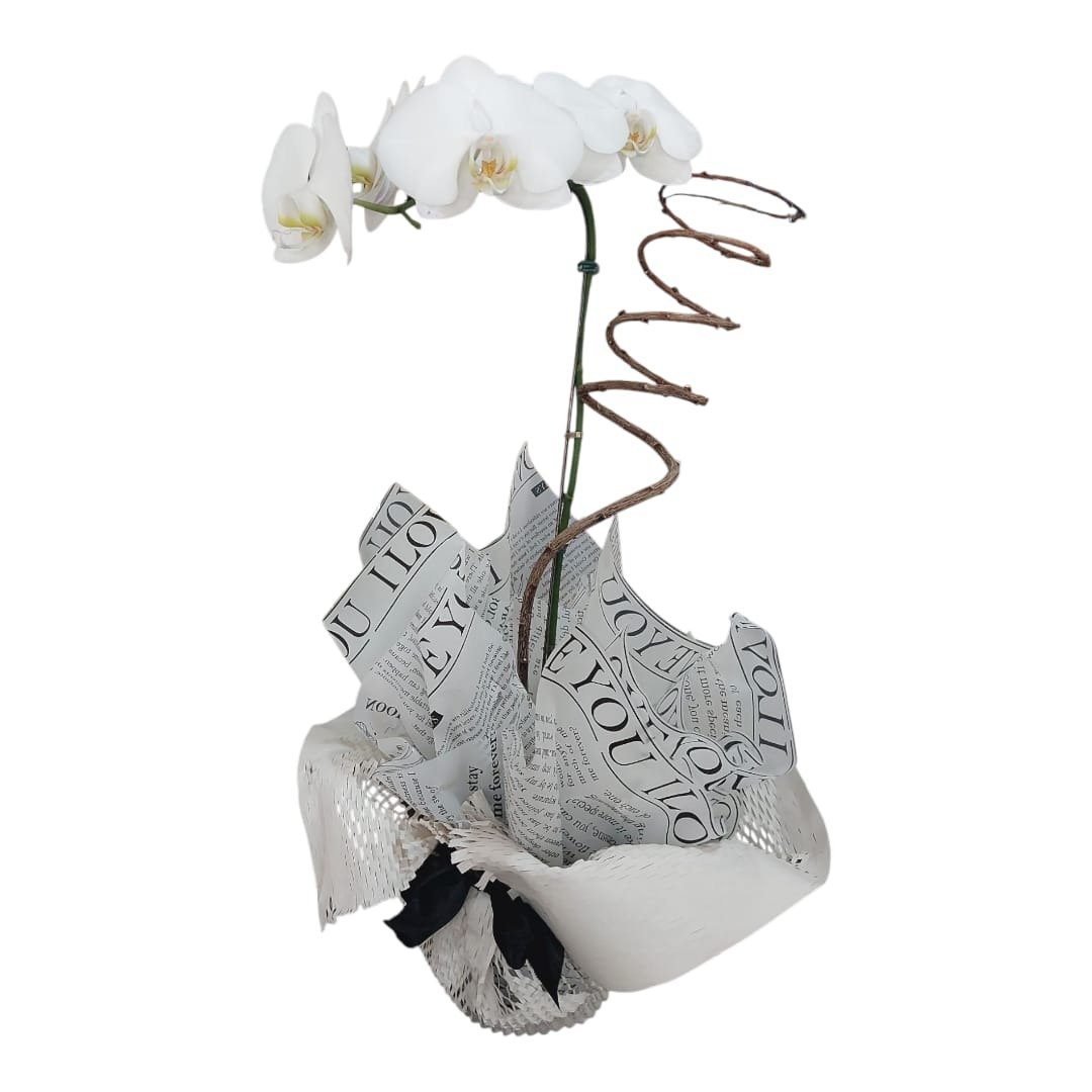 Orquídea Phalaenopsis simples