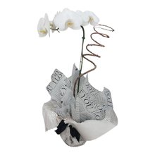 Orquídea Phalaenopsis simples