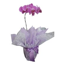 Orquídea Phalaenopsis simples Lilás