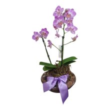 Mini Orquídea Phaleaenópsis no  vidro. 