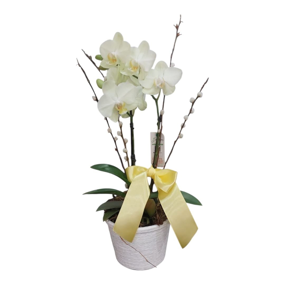 Mini Orquídea Phaleaenópsis no Cachepo