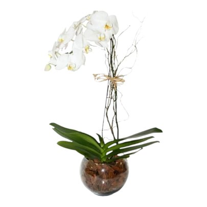 Orquídea Branca em vaso de vidro