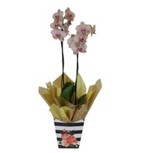 Orquídea Amarela Rajada