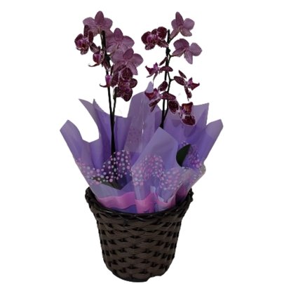 Mini Orquídea Rosa
