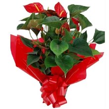 Antúrio Vermelho no Cachepot 