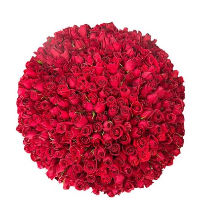 Bouquet 500 Rosas Vermelhas