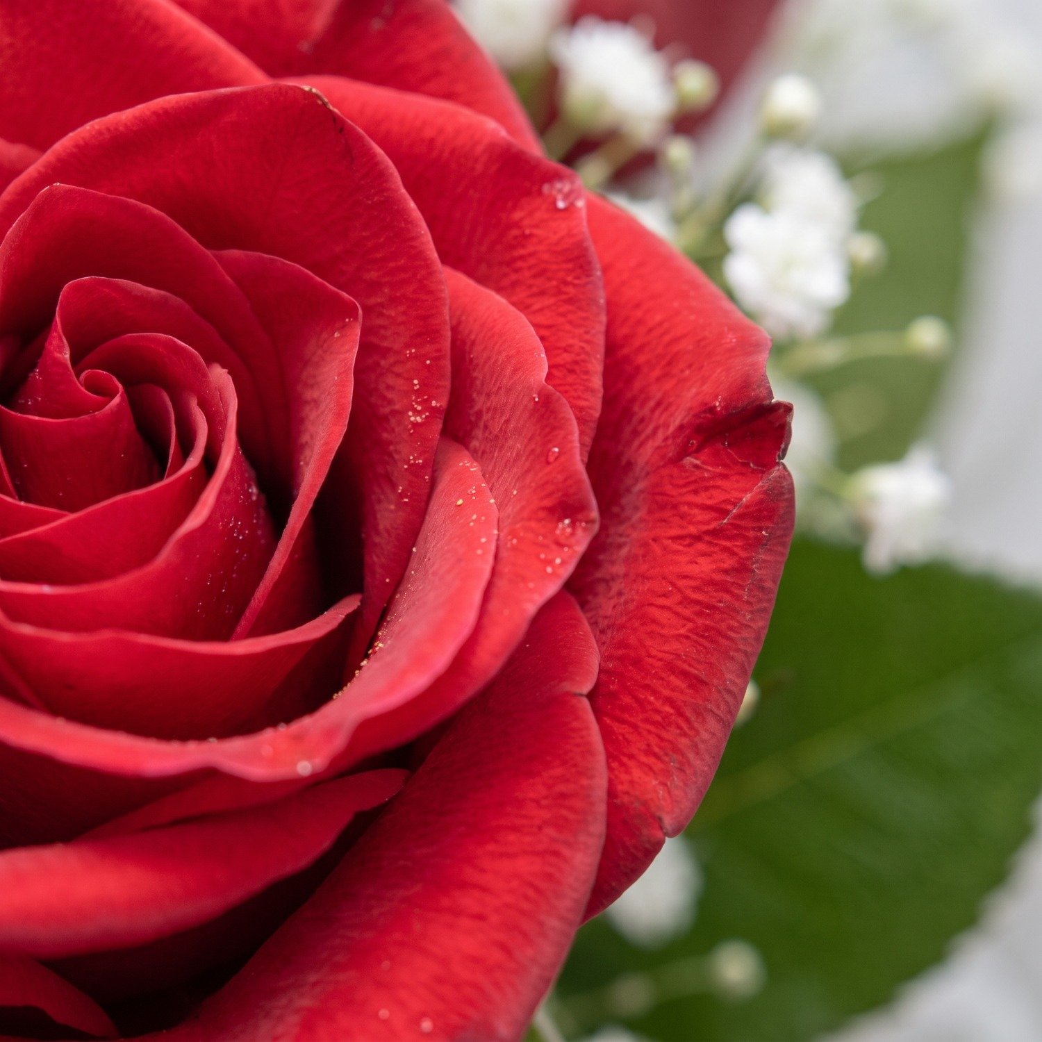 Buquê Celofane Branco 12 Rosas