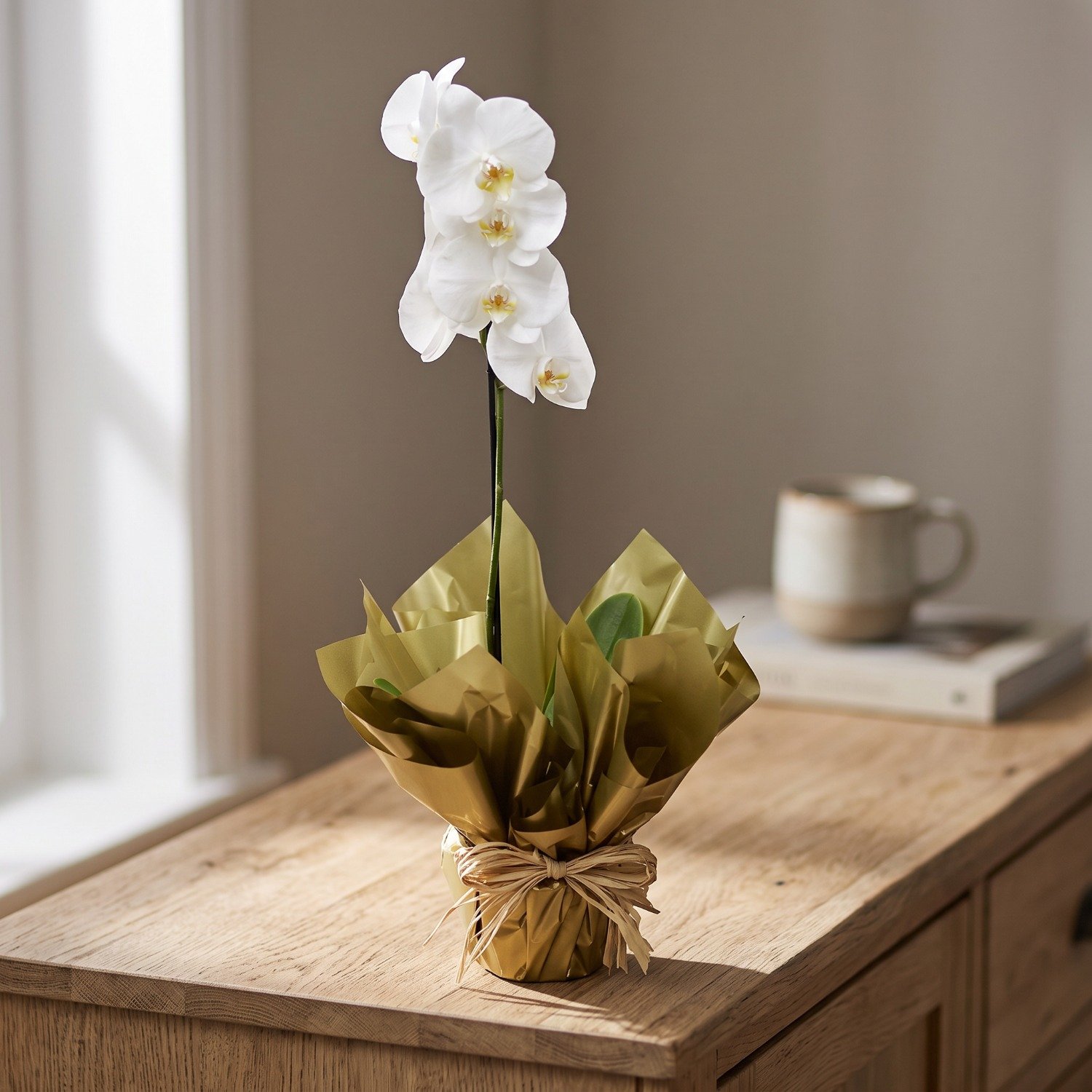 Orquídea Phalen Branca