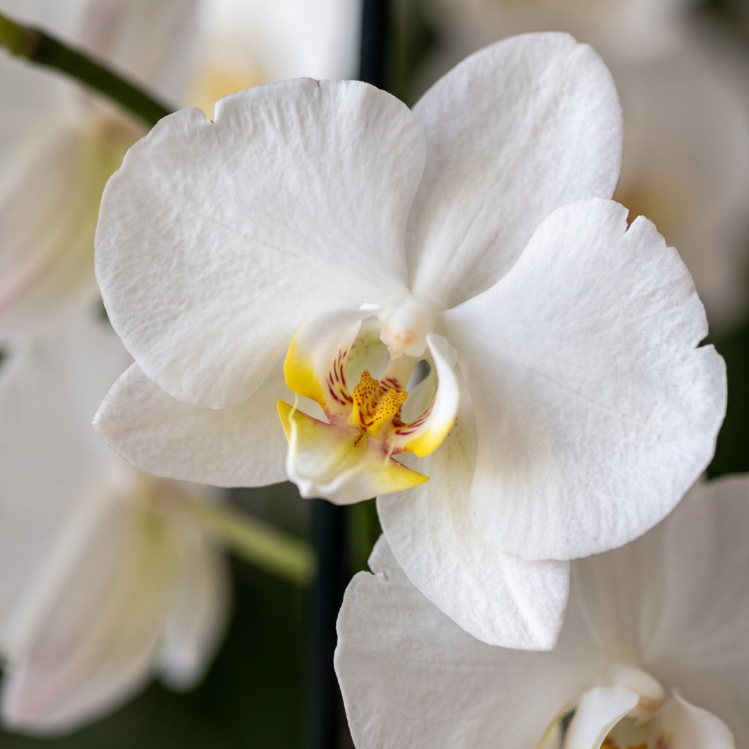 Orquídea Phalen Branca