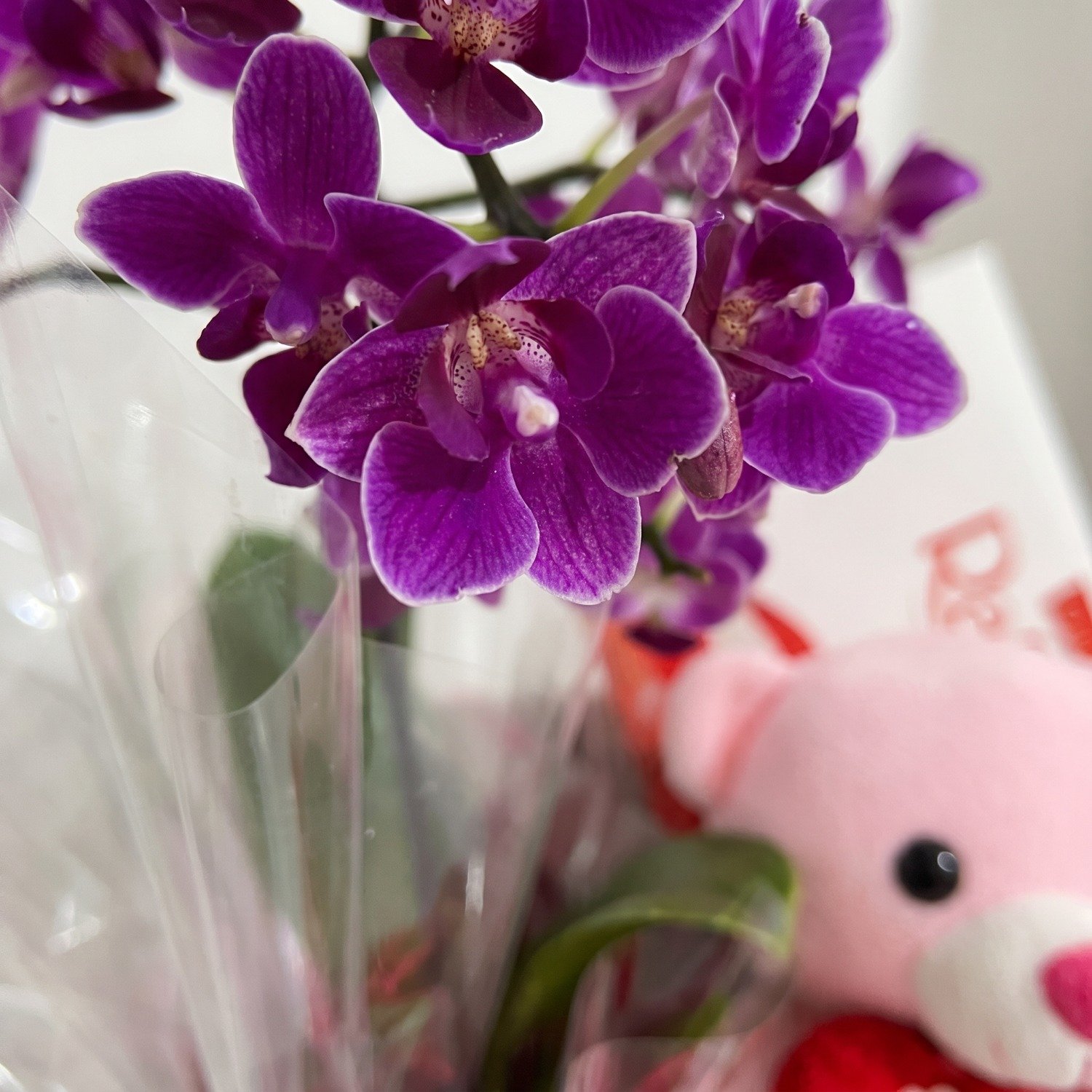 Orquídea Apaixonante