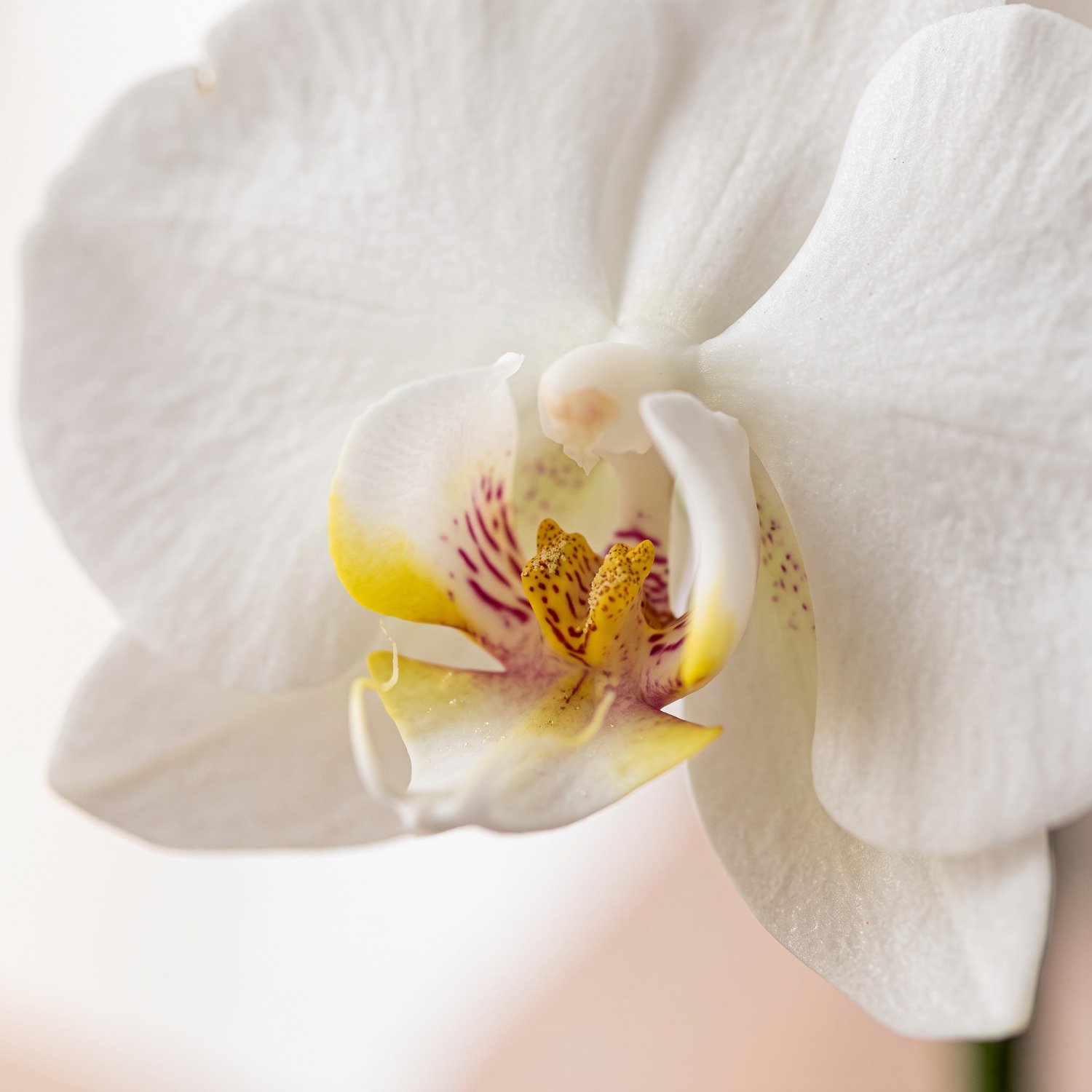 Bela Orquídea Branca com Chocolate