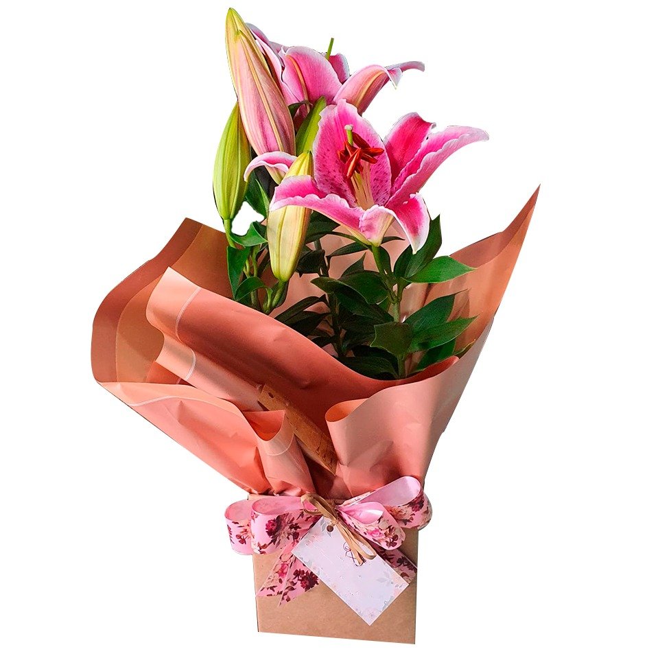 Lírio Rosa 