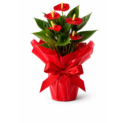 Mini Antúrio paixão