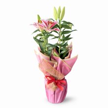 Lírio Rosa Plantado