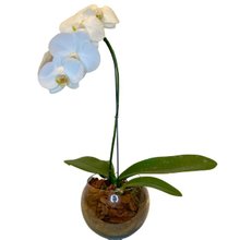 Orquídea Branca 01 Haster