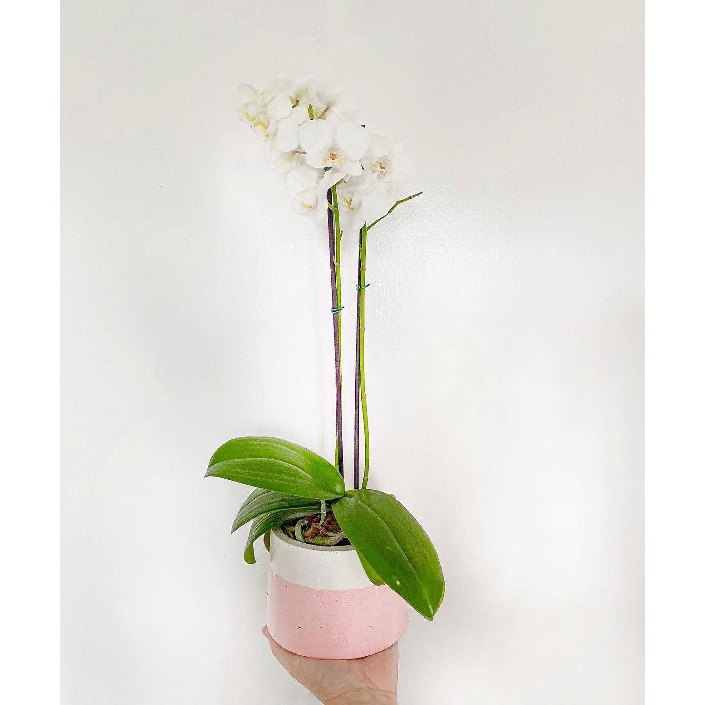 Orquídea Branca em Vaso Artesanal | Nova Flor
