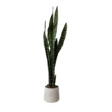 Espada de São Jorge em Vaso Artesanal