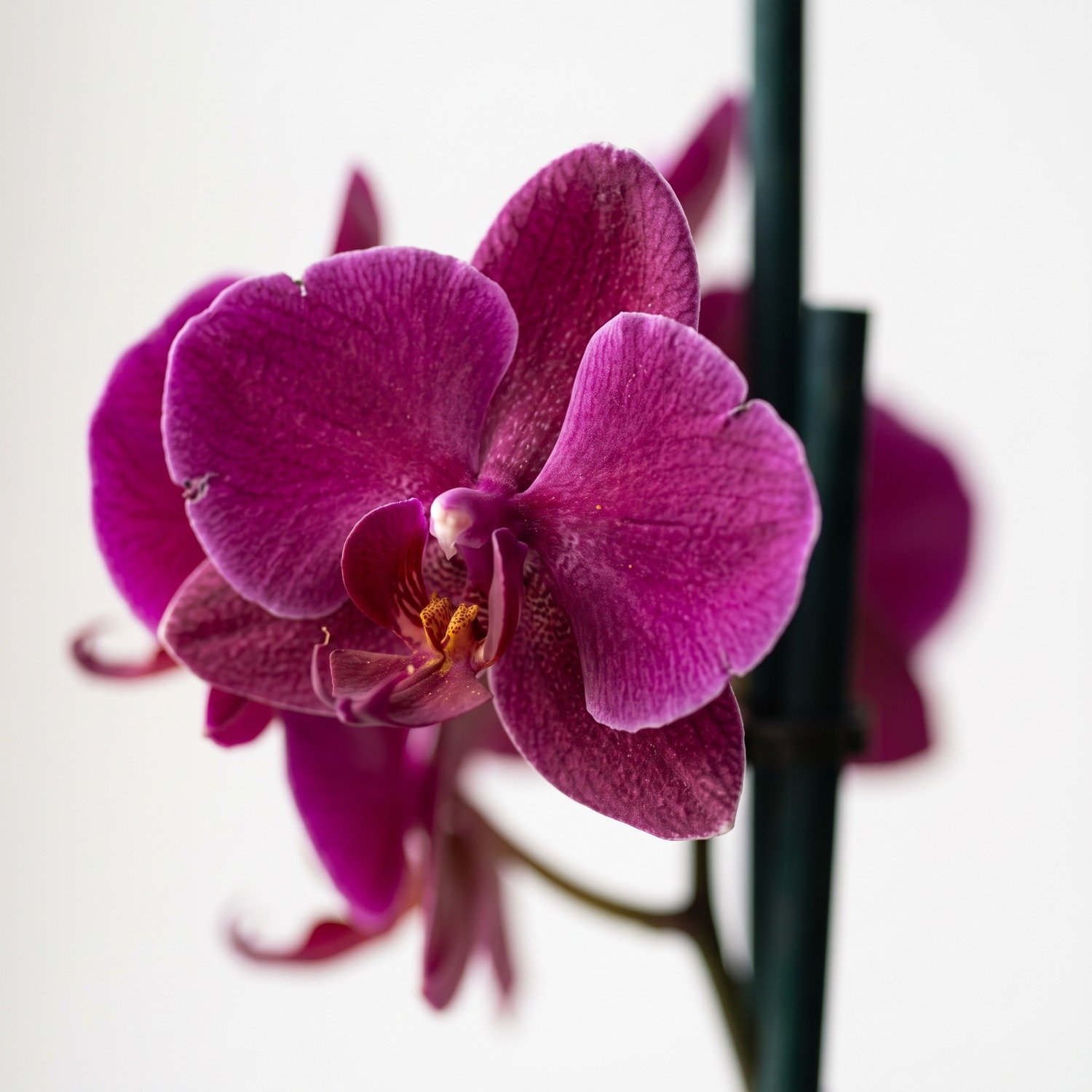 Orquídea em Vaso Artesanal Marmorizado 