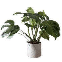 Costela de Adão no Vaso Artesanal Marmorizado