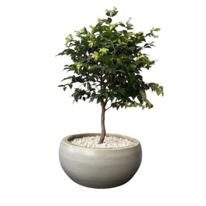 Bonsai Jabuticabeira no vaso de cimento