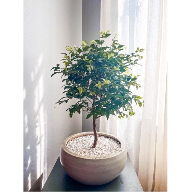 Bonsai Jabuticabeira no vaso de cimento