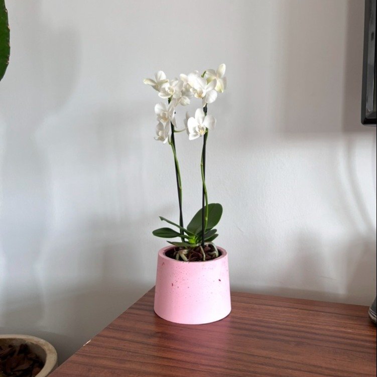 Orquídea Branca em Vaso Artesanal Rosa