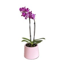 Orquídea Lilás em Vaso Artesanal Rosa