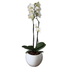 Orquídea Branca em Vaso de Cerâmica Branco