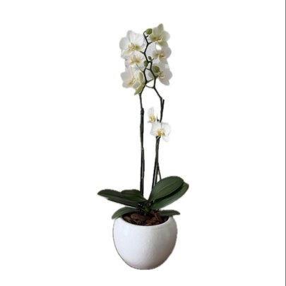 Orquídea Branca em Vaso de Cerâmica Branco